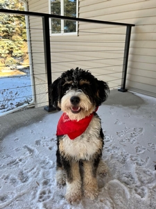 Nala F1 Mini Bernedoodle of Bailey & Riggs